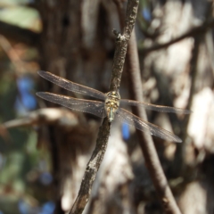 Hemicordulia tau at Casey, ACT - 18 Apr 2019