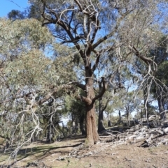 Eucalyptus macrorhyncha (Red Stringybark) at Kinleyside - 18 Apr 2019 by MatthewFrawley
