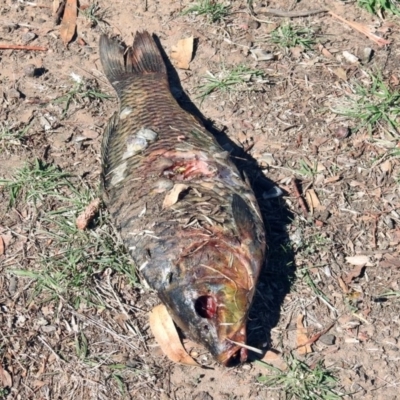 Cyprinus carpio (Common Carp) at Queanbeyan East, NSW - 20 Apr 2019 by RodDeb