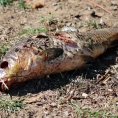 Cyprinus carpio at Queanbeyan East, NSW - 20 Apr 2019