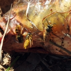 Vespula germanica (German Yellowjacket Wasp (also known as European Wasp)) at Queanbeyan East, NSW - 20 Apr 2019 by RodDeb