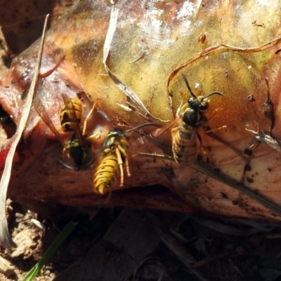 Vespula germanica (German Yellowjacket Wasp (also known as European Wasp)) at Queanbeyan East, NSW - 20 Apr 2019 by RodDeb