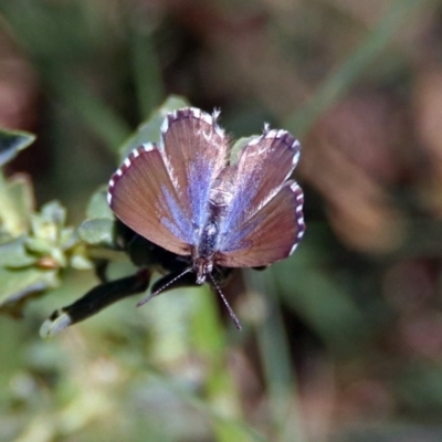Theclinesthes serpentata (Saltbush Blue) at Queanbeyan, NSW - 20 Apr 2019 by RodDeb