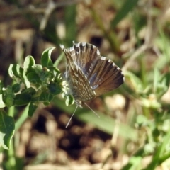 Theclinesthes serpentata at Queanbeyan, NSW - 20 Apr 2019