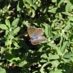 Theclinesthes serpentata at Queanbeyan, NSW - 20 Apr 2019