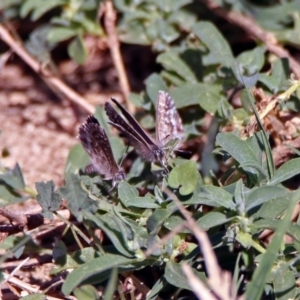 Theclinesthes serpentata at Queanbeyan, NSW - 20 Apr 2019