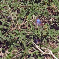 Theclinesthes serpentata at Queanbeyan, NSW - 20 Apr 2019