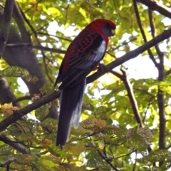 Platycercus elegans (Crimson Rosella) at Queanbeyan, NSW - 20 Apr 2019 by RodDeb