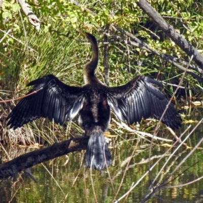 Anhinga novaehollandiae (Australasian Darter) at Queanbeyan East, NSW - 20 Apr 2019 by RodDeb