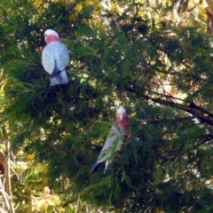 Eolophus roseicapilla (Galah) at Queanbeyan, NSW - 20 Apr 2019 by RodDeb