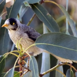 Manorina melanocephala at Queanbeyan East, NSW - 20 Apr 2019