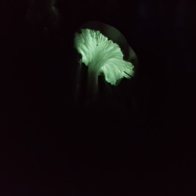 Omphalotus nidiformis (Ghost Fungus) at Eden, NSW - 20 Apr 2019 by Allan