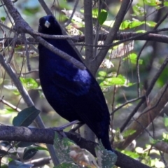 Ptilonorhynchus violaceus at Queanbeyan, NSW - 20 Apr 2019