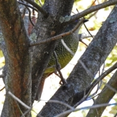 Ptilonorhynchus violaceus at Queanbeyan, NSW - 20 Apr 2019