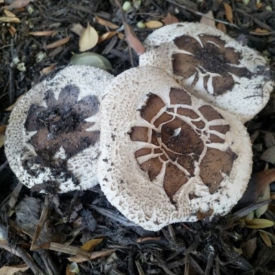 Chlorophyllum sp. at Weetangera, ACT - 19 Apr 2019 by drwoood