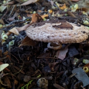 Chlorophyllum sp. at Weetangera, ACT - 20 Apr 2019