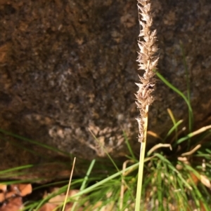 Carex appressa at Paddys River, ACT - 20 Apr 2019 03:10 PM