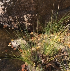 Carex appressa at Paddys River, ACT - 20 Apr 2019 03:10 PM