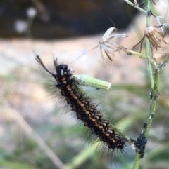 Nyctemera amicus at Paddys River, ACT - 20 Apr 2019