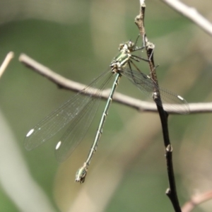 Synlestes weyersii at Cotter River, ACT - 20 Apr 2019