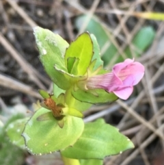 Gratiola peruviana at Paddys River, ACT - 20 Apr 2019