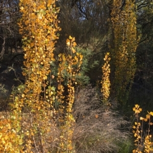 Populus nigra at Paddys River, ACT - 20 Apr 2019 03:11 PM