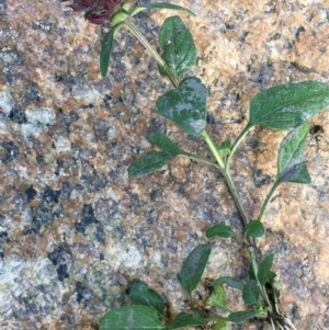 Prunella vulgaris at Paddys River, ACT - 20 Apr 2019