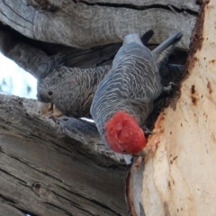 Callocephalon fimbriatum (Gang-gang Cockatoo) at Hughes, ACT - 11 Apr 2019 by JackyF