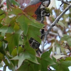 Callocephalon fimbriatum at Hughes, ACT - suppressed