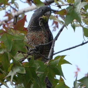 Callocephalon fimbriatum at Hughes, ACT - suppressed