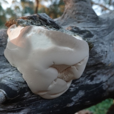 zz Polypore (shelf/hoof-like) at Hughes, ACT - 20 Apr 2019 by JackyF