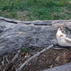 zz Polypore (shelf/hoof-like) at Hughes, ACT - 20 Apr 2019