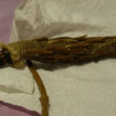 Metura elongatus at Hughes, ACT - 20 Apr 2019 05:08 PM