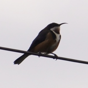 Acanthorhynchus tenuirostris at Hughes, ACT - 14 Apr 2019 02:43 PM