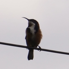 Acanthorhynchus tenuirostris at Hughes, ACT - 14 Apr 2019