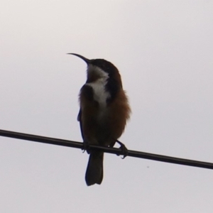 Acanthorhynchus tenuirostris at Hughes, ACT - 14 Apr 2019 02:43 PM