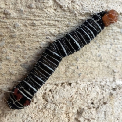 Comocrus behri (Mistletoe Day Moth) at Sutton, NSW - 16 Apr 2019 by Whirlwind