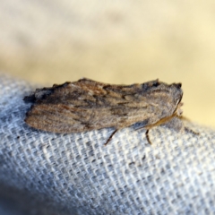 Destolmia lineata at O'Connor, ACT - 7 Jan 2019 09:07 PM