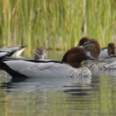 Chenonetta jubata (Australian Wood Duck) at Parkes, ACT - 13 Apr 2019 by JackyF