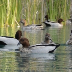 Chenonetta jubata at Parkes, ACT - 13 Apr 2019