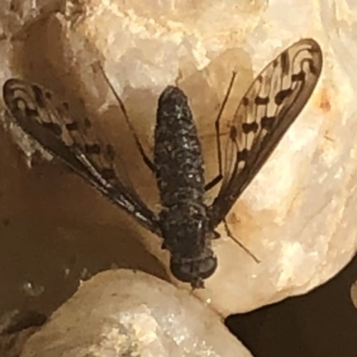 Aleucosia sp. (genus) (Bee Fly) at Sutton, NSW - 20 Apr 2019 by Whirlwind