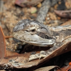 Pogona barbata (Eastern Bearded Dragon) at ANBG - 20 Apr 2019 by TimL