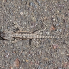 Pogona barbata at Acton, ACT - 20 Apr 2019