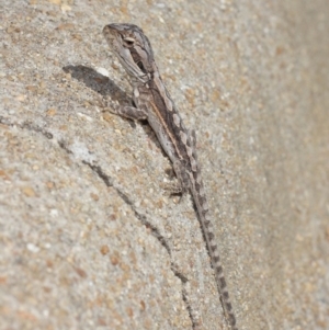 Pogona barbata at Acton, ACT - suppressed