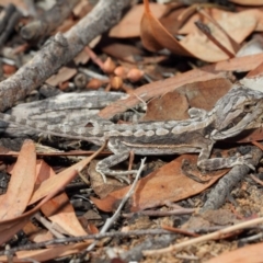 Pogona barbata at Acton, ACT - 20 Apr 2019