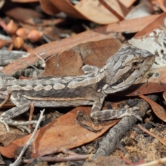 Pogona barbata at Acton, ACT - 20 Apr 2019