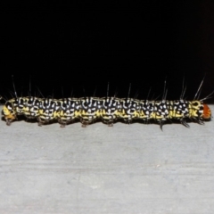 Agaristinae (subfamily) (A Day-Flying Moth) at Acton, ACT - 17 Apr 2019 by TimL