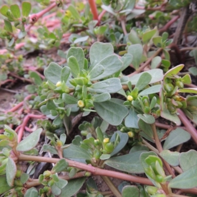Portulaca oleracea (Munyeroo ,Pigweed, Purslane) at Tennent, ACT - 13 Apr 2019 by MichaelBedingfield