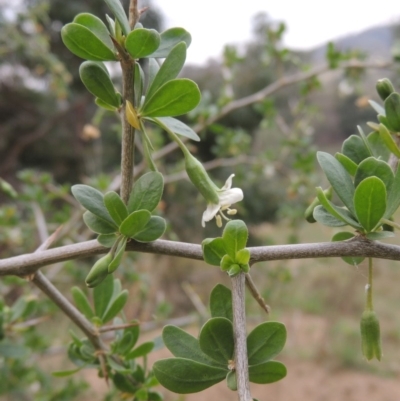 Lycium ferocissimum (African Boxthorn) at Tennent, ACT - 13 Apr 2019 by michaelb