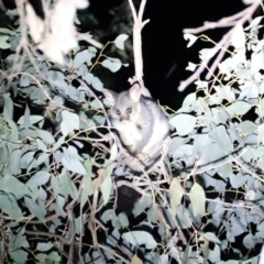 Trichosurus vulpecula (Common Brushtail Possum) at Amaroo, ACT - 20 Apr 2019 by JimL